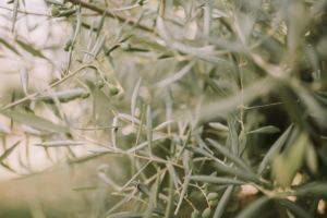 olive grove wanaka